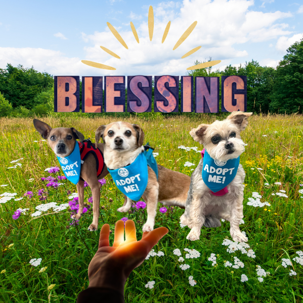 Blessing